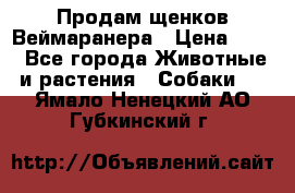 Продам щенков Веймаранера › Цена ­ 30 - Все города Животные и растения » Собаки   . Ямало-Ненецкий АО,Губкинский г.